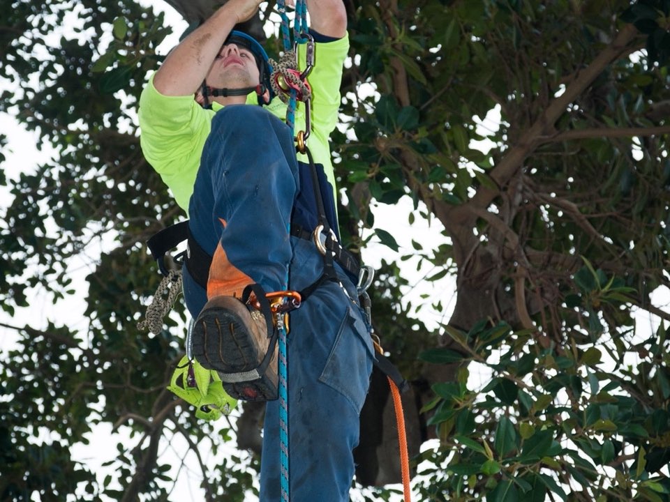 Qualified arborist working in a mature tree during a risk assessment in Rutland