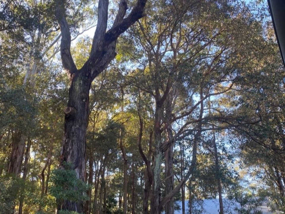 Mature trees in Rutland parkland with a property visible in the background